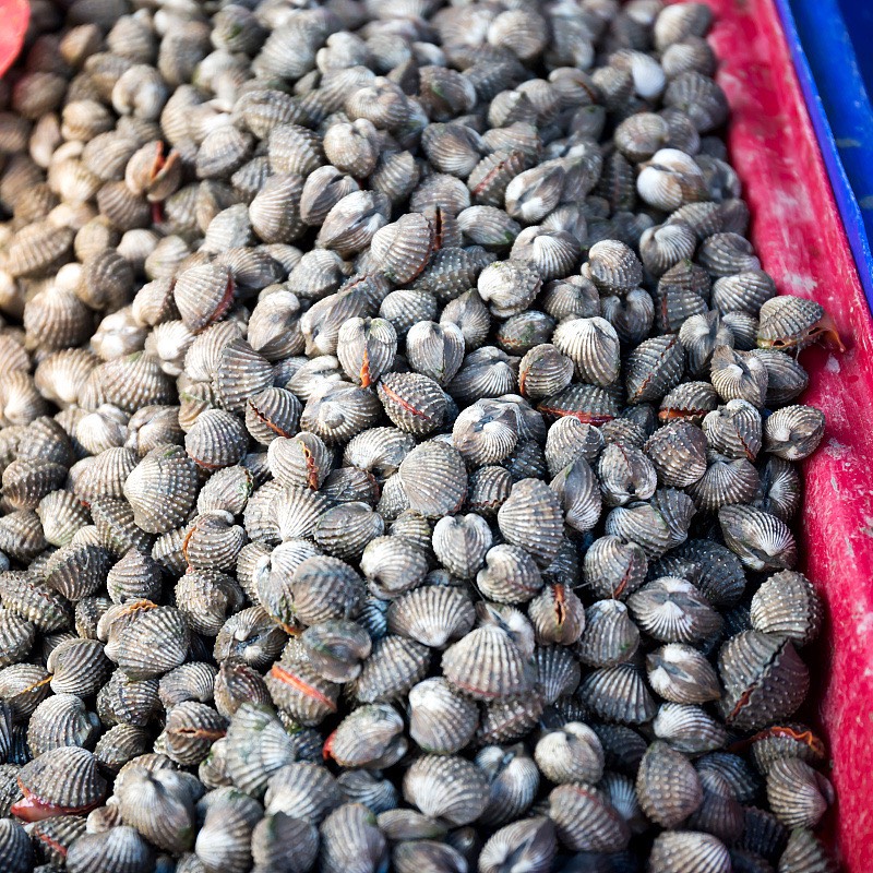 饶平血蛤花蛤鲜活泥蚶银蚶非毛蚶新鲜超大贝壳类