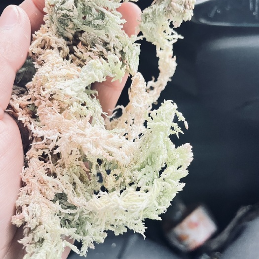 康定市野生水苔，特大粗花，量大