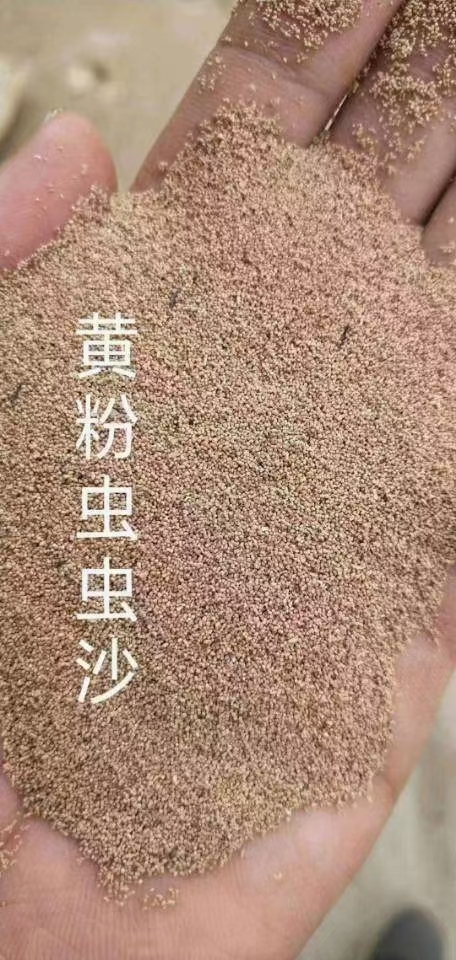 石家庄虫沙