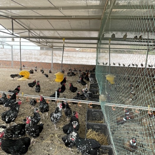 仁寿县贵妃鸡  一年左右  粮食鸡