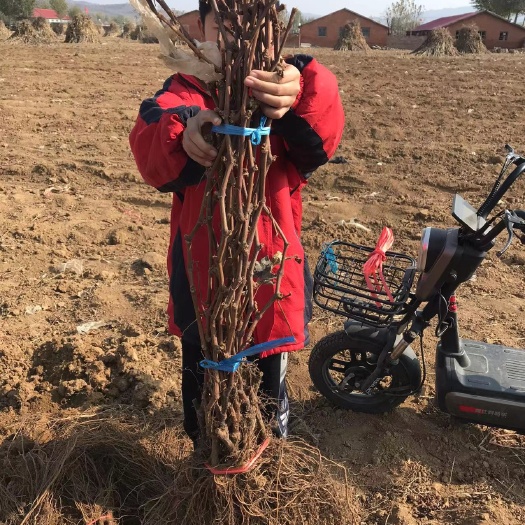 卢龙县巨峰葡萄苗