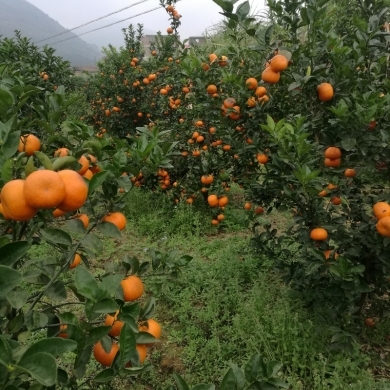 宾川县云南茂谷柑，产地一手货源，大量供应，可对接平台，电商客户