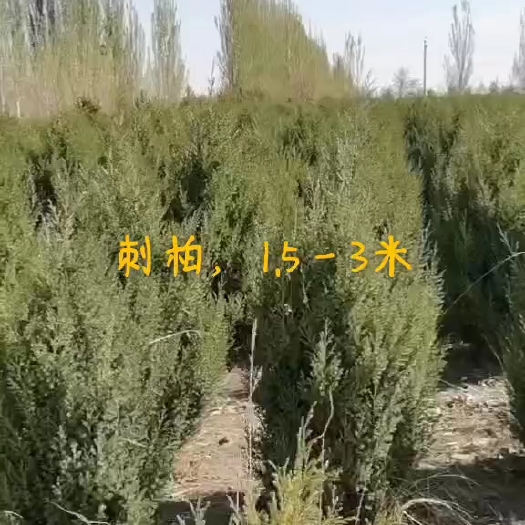 武威刺柏2－－3米