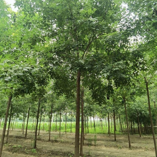 白蜡树