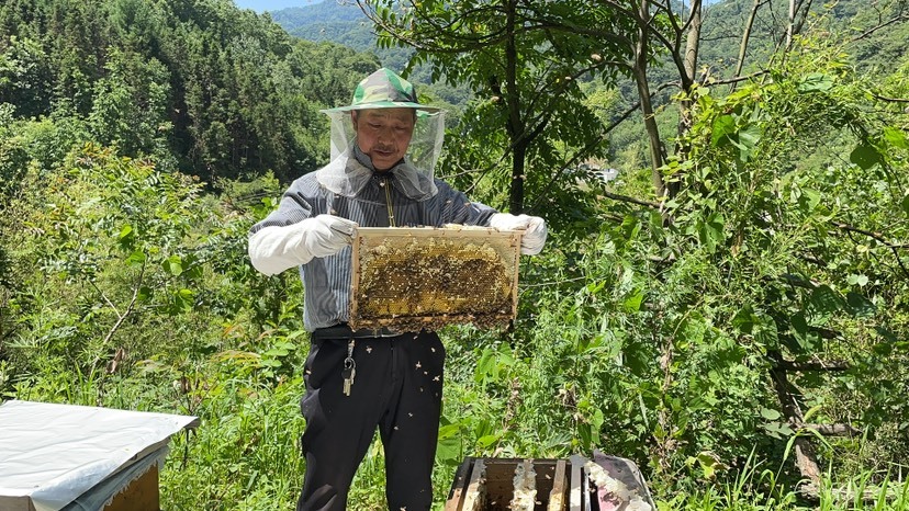 洋县陕西秦岭深山土蜂蜜