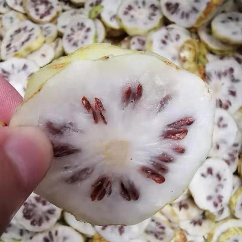 三亚诺丽果基地种植