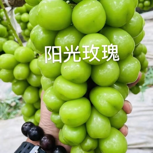 兴城市阳光玫瑰葡萄苗