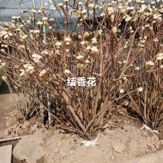 长治结香花苗梦花树苗金腰带打结花梦冬花浓香花卉庭院植物盆栽绿化苗