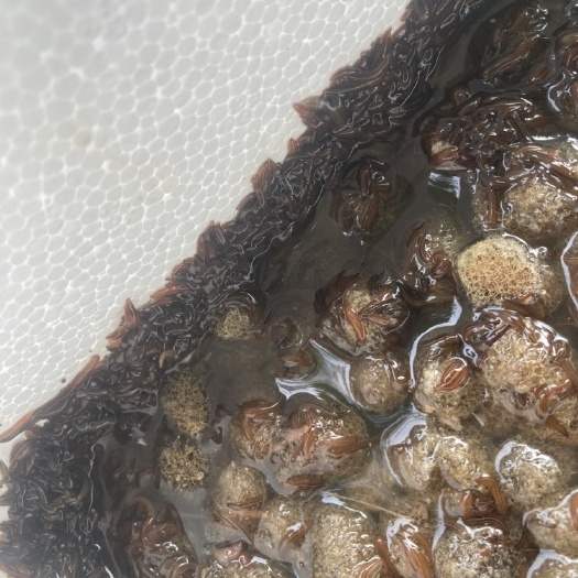 佛山水蛭茧蚂蝗蛋水蛭苗幼苗种苗蚂蝗养殖金线宽体养殖