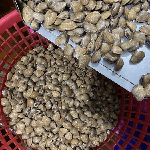 东港市丹东东港黄蚬子，精挑细选，大量出货！