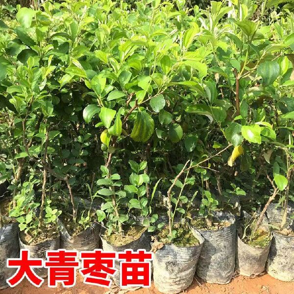 大青枣苗大青枣苗蜜丝枣苗