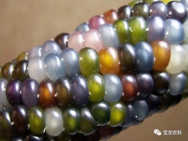 鄱阳县宝石玉米种子，硫璃玉米种子