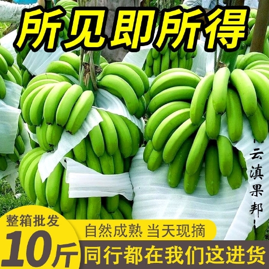 【现摘】香蕉薄皮整箱高山芝麻蕉芭蕉果蕉应季新鲜水果