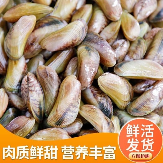 海瓜子新鲜活海鲜水产薄壳米批发当天海捕饶平贝类特产红肉生鲜