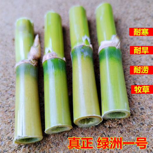 闽清县绿洲一号牧草芽节多年生长产量高四季抗寒可越冬耐旱菌草种节种植