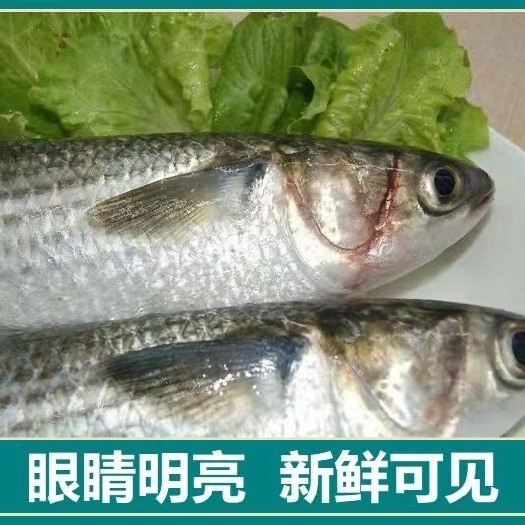 鲜活梭鱼鲻鱼乌头梭子鱼新鲜海鱼