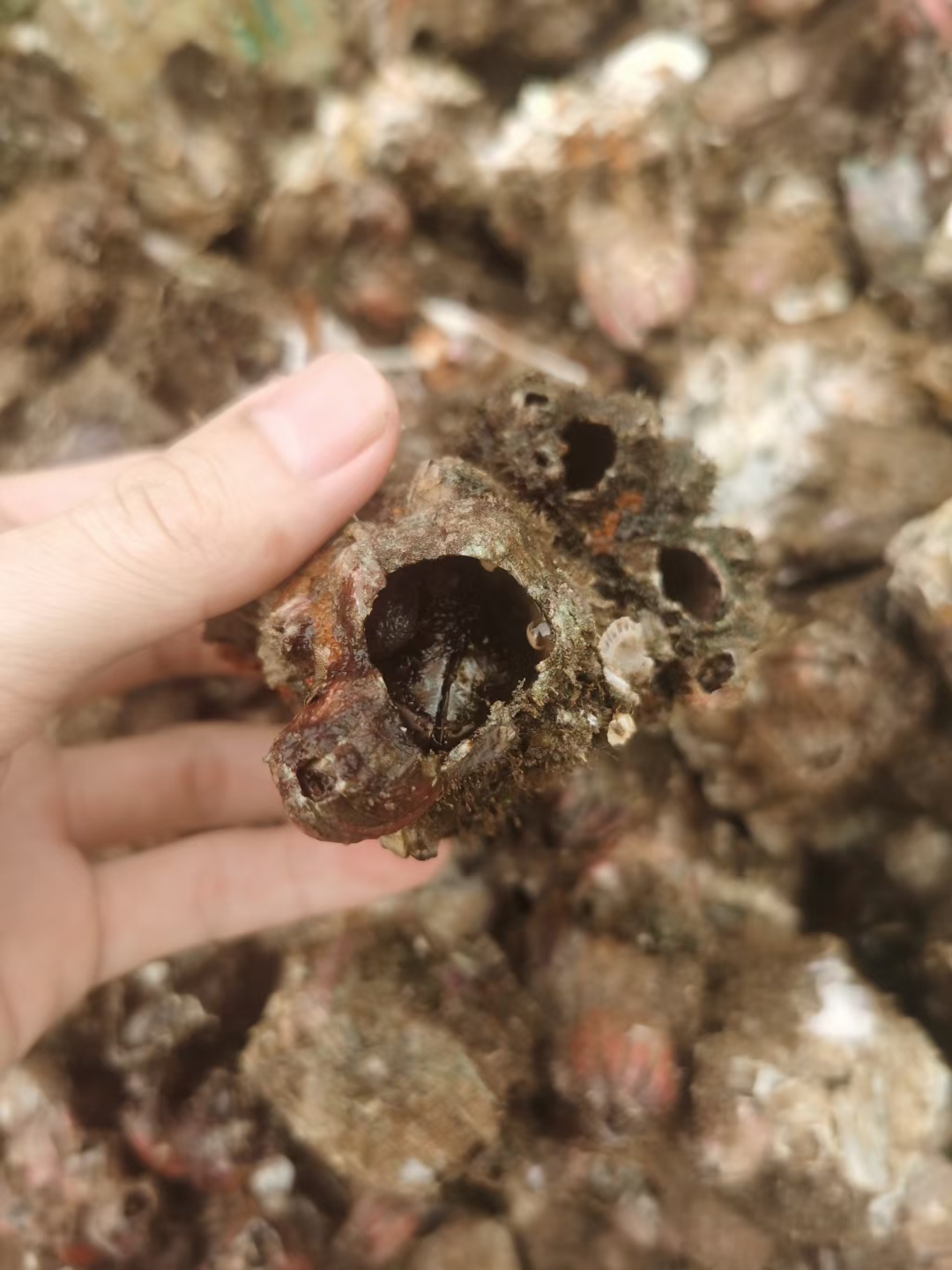 阳江火山藤壶