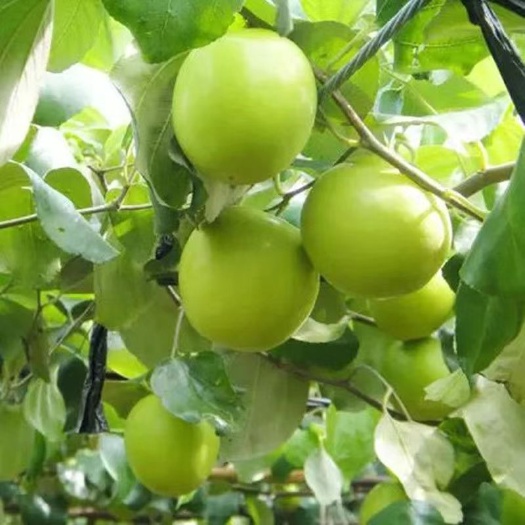灵山县大青枣苗大青枣苗蜜丝枣苗