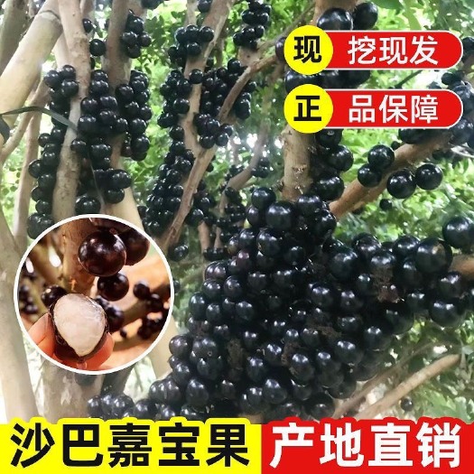 灵山县正宗嘉宝果树苗树葡萄盆栽绿植花卉四季南方北方种植