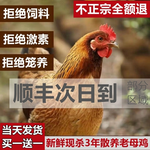 广州鸡肉