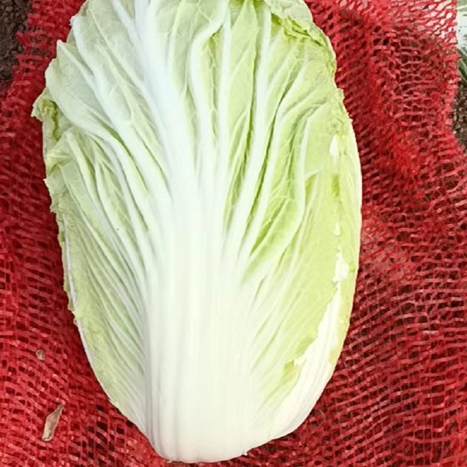 鹿邑县黄心大白菜