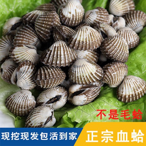 饶平血蛤花蛤鲜活泥蚶银蚶非毛蚶新鲜超大贝壳类