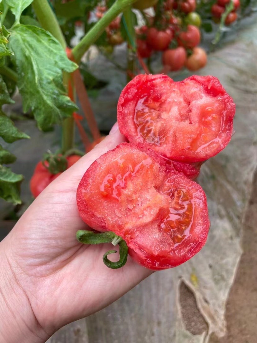 大荔县普罗旺斯西红柿，可以生吃的水果西红柿，沙甜多汁，不硬心