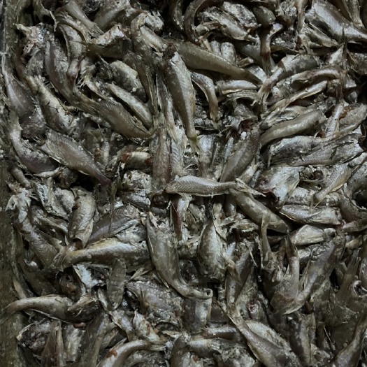 荣成市去头小白姑鱼  梅子鱼  鱼罐头料
