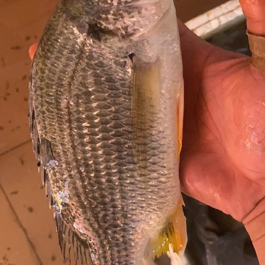 台山市冰鲜黄脚立