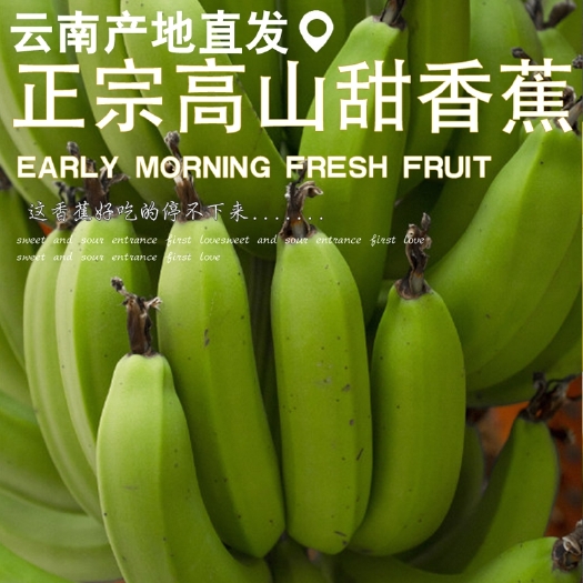 昆明云南高山香蕉9斤banana整箱青香蕉新鲜自然熟非小米蕉芭蕉