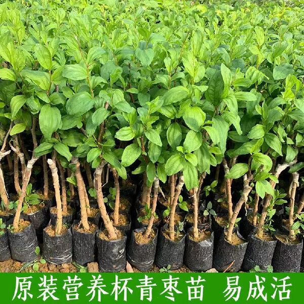 大青枣苗大青枣苗蜜丝枣苗