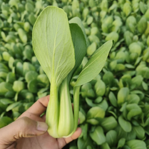 太和县油菜