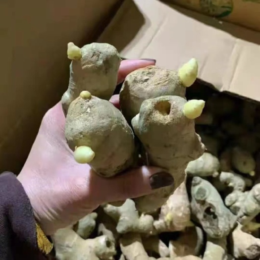 博野县河北大黄姜姜种品种齐全。一手货源保质保量，全国发货。