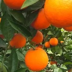 邵阳县脐橙苗一长叶香橙，自产直销，品种纯