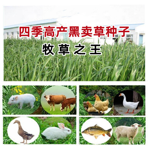 定远县牧草黑麦草种子新种籽