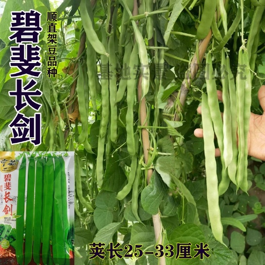 平罗县四扁种子 扁豆种子碧斐长剑四扁种子 条形顺直成品率高 四扁种