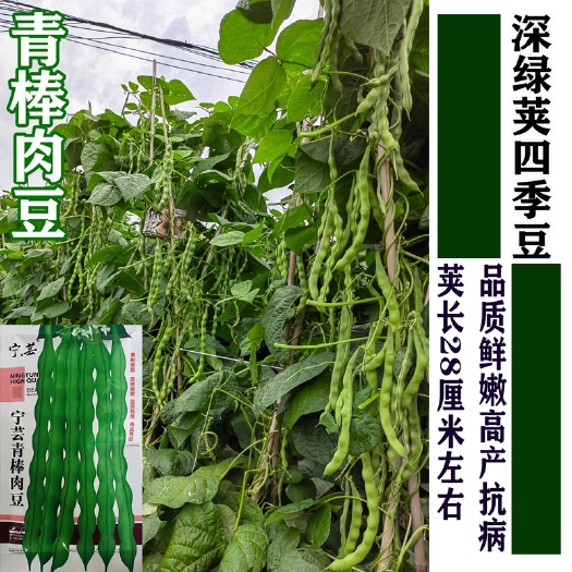 平罗县大青豆 青肉豆 青棒肉豆种子  云南肉豆 云贵川九粒青肉豆
