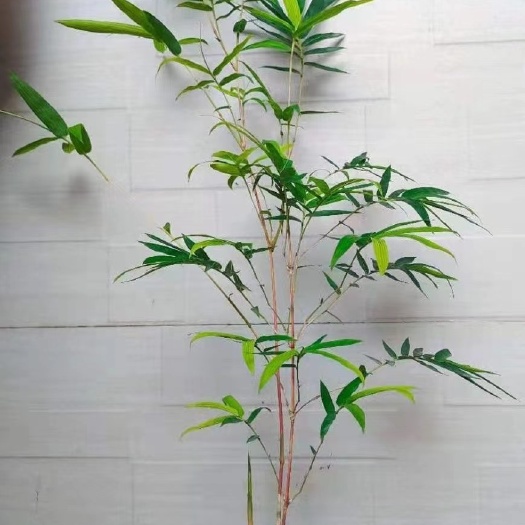 南靖县红观音竹子桌面阳台办公室微型盆景绿植小盆栽