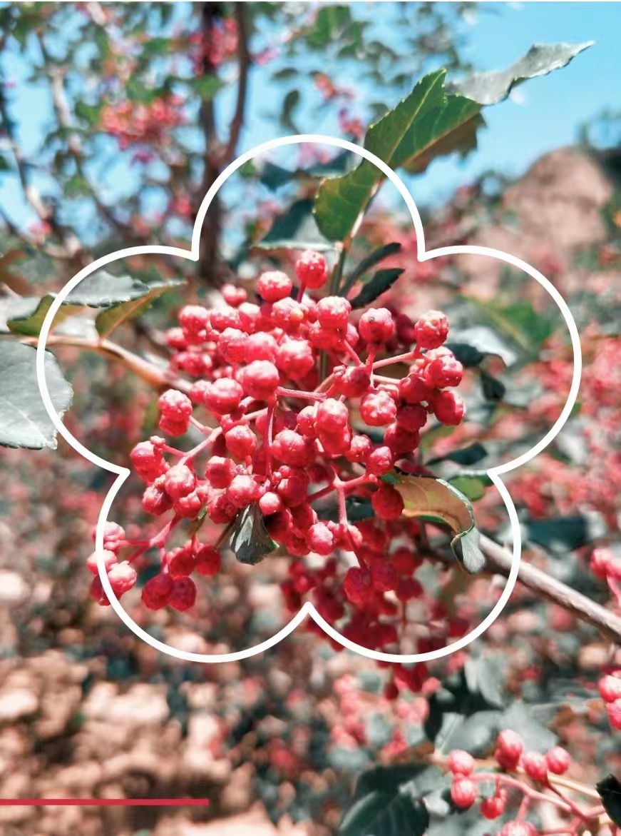 舟曲六月梅花椒