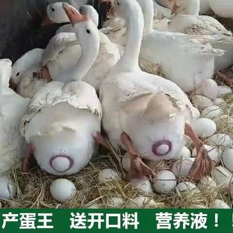 泸县杂交鹅苗，大白沙鹅苗，产蛋王鹅苗，十年老品牌发货，