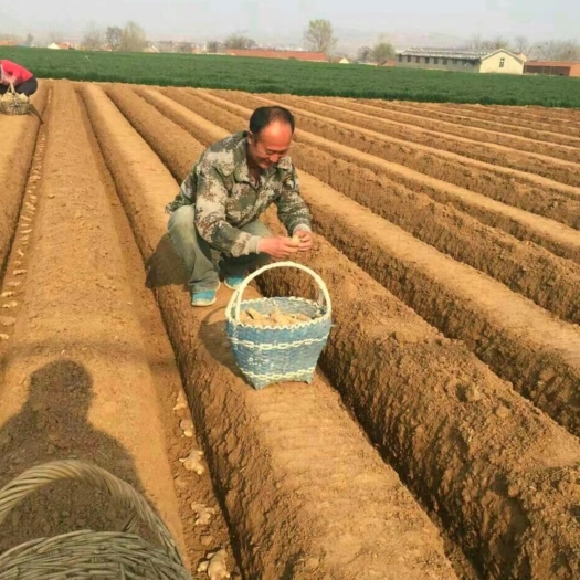 山东大黄姜种种品种齐全，一手货源，保质保量，全国发货。