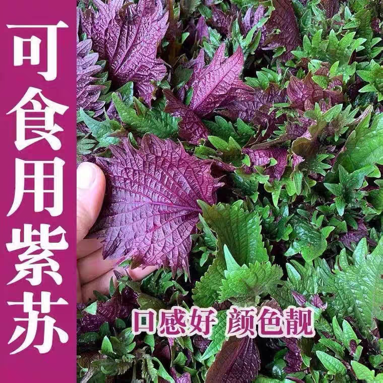 沭阳县紫苏种子春季四季食用紫苏阳台盆栽紫苏子种籽农家庭院蔬菜种子孑