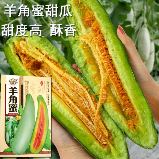 济南羊角蜜甜瓜种子 羊角酥香瓜甜度正品春季四季水果特大种基地专用