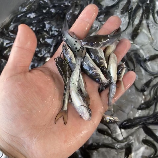 南宁斑点叉尾，沟鯰鱼苗