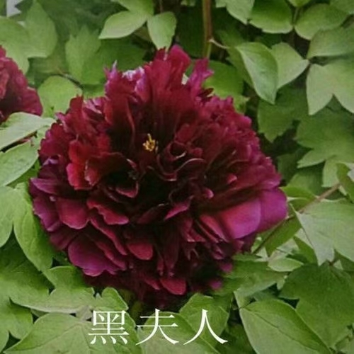 菏泽菏泽牡丹，品种齐全