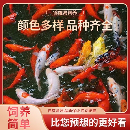 广州锦鲤鱼冷水淡水观赏鱼活鱼金鱼小型淡水好养红鲤鱼纯种小锦鲤鱼苗