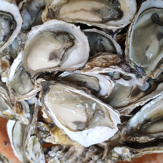 饶平县生蚝加工半壳大蚝 珍珠蚝 牡蛎 新鲜 烧烤酒楼