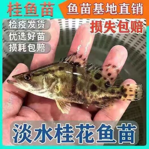 广州桂花鱼苗鳜鱼苗淡水桂鱼苗观赏本地水花苗路亚大口肉食性贵鱼冷水
