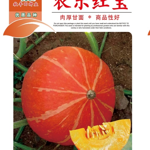 种业厂家直销农乐红宝 红南瓜之星,南瓜种子,欢迎咨询