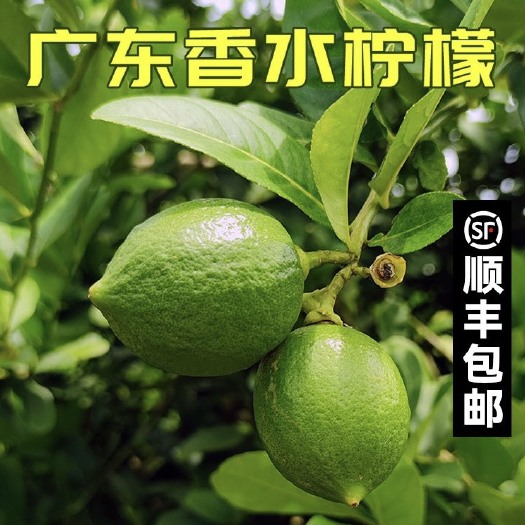 广州广东香水柠檬一级二级果大型基地广东产地直发